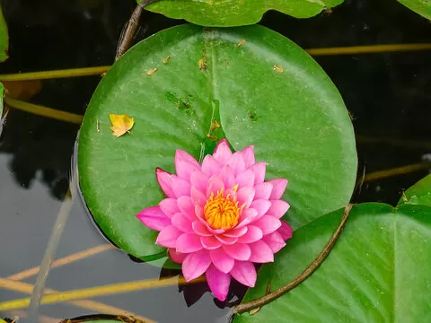 历史开奖号码查询